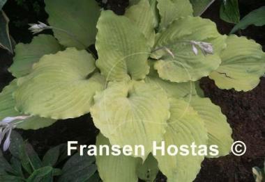 Hosta Cold Heart