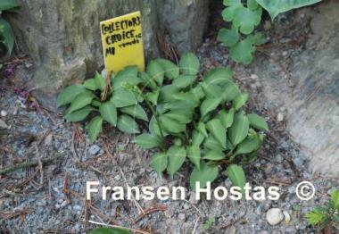Hosta Collector's Choice