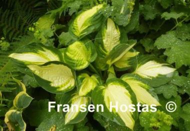 Hosta Color Festival