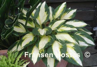 Hosta Color Festival