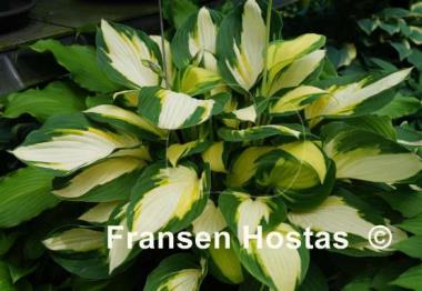 Hosta Color Festival