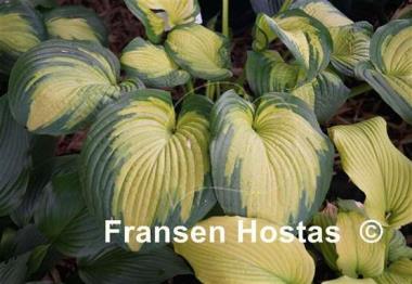 Hosta Color Glory