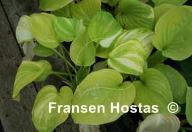 Hosta Color Parade