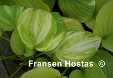 Hosta Color Parade