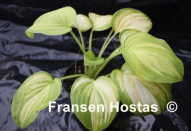 Hosta Color Parade