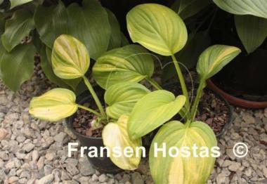 Hosta Color Parade