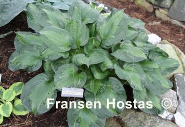 Hosta Color Revolt