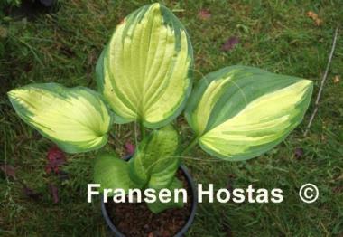 Hosta Color a la Mode
