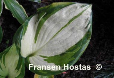 Hosta Color a la Mode