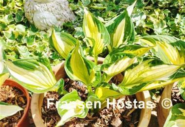Hosta Colored Hulk