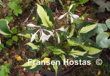 Hosta Colored Hulk