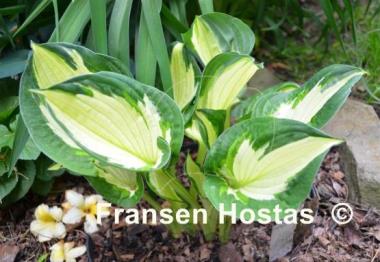 Hosta Colored Hulk
