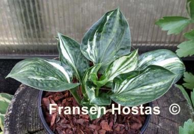 Hosta Colored Lollipop