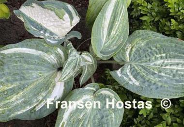 Hosta Colored Muffin