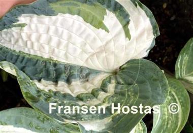 Hosta Colored Muffin