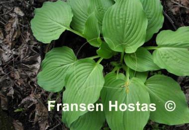 Hosta Colossal