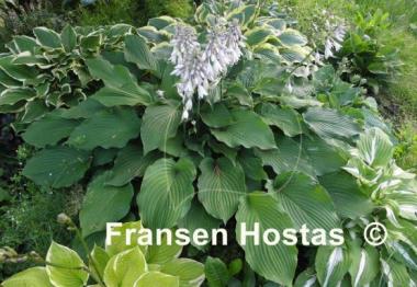 Hosta Colossal