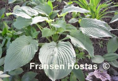 Hosta Colossal