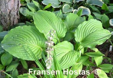 Hosta Colossal