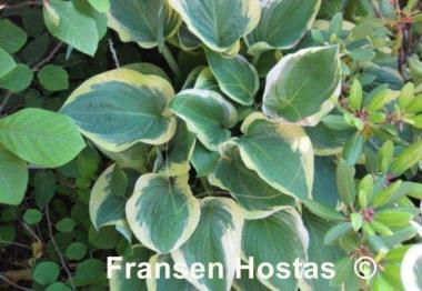 Hosta Columbus Circle