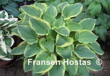 Hosta Columbus Circle