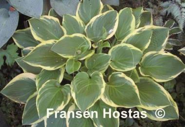 Hosta Columbus Circle