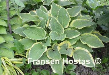Hosta Columbus Circle