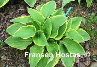 Hosta Columbus Circle