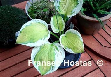 Hosta Commander Adama