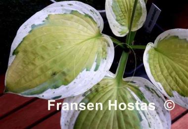 Hosta Commander Adama