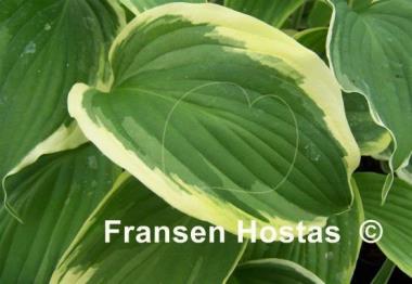 Hosta Commander