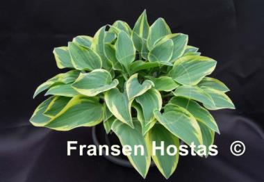 Hosta Con Te Partiro