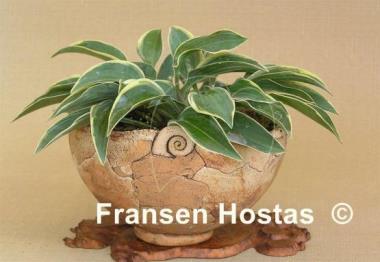 Hosta Con Te Partiro