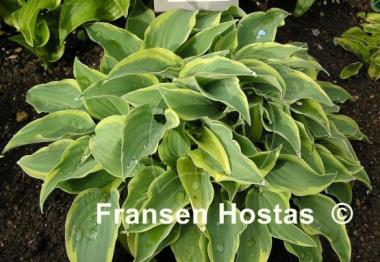 Hosta Con Te Partiro