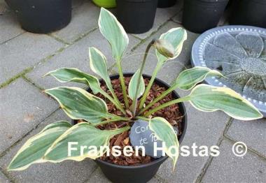 Hosta Con Te Partiro