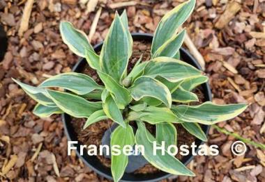 Hosta Con Te Partiro