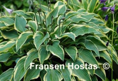 Hosta Con Te Partiro