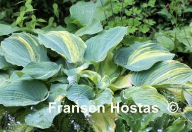 Hosta Confused Angel
