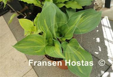 Hosta Confused Angel