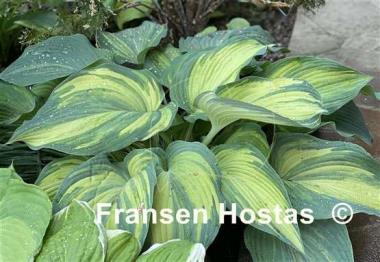 Hosta Confused Angel