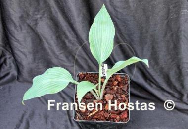 Hosta Connecticut River