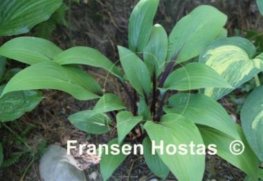 Hosta Considering Concordville