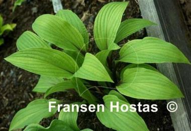 Hosta Considering Concordville