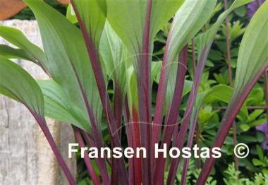 Hosta Considering Concordville