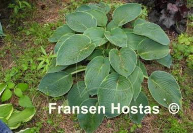 Hosta Cool Hand Luke