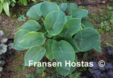 Hosta Cool Hand Luke