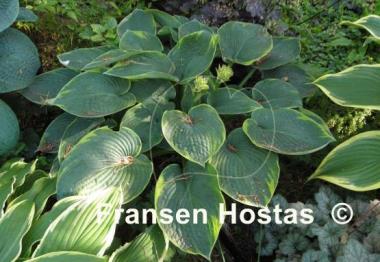 Hosta Cool Hand Luke