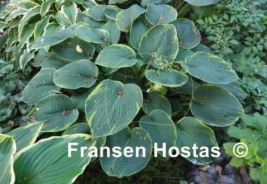 Hosta Cool Hand Luke