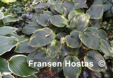 Hosta Cool Hand Luke