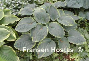 Hosta Cool Hand Luke